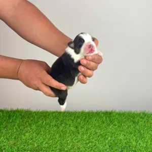 Australian Shepherd - Eldorado