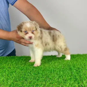 Australian Shepherd - Zetta