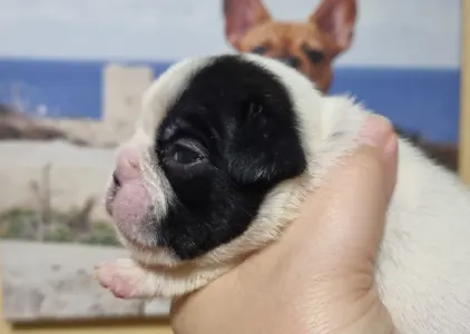 French Bulldog - Boy1