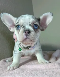 Französische Bulldogge - Elina