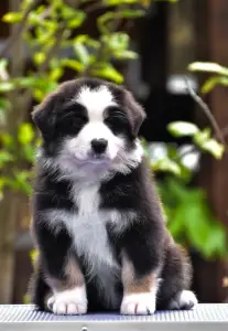 Австралийская овчарка - Winstead Palladium Viscount