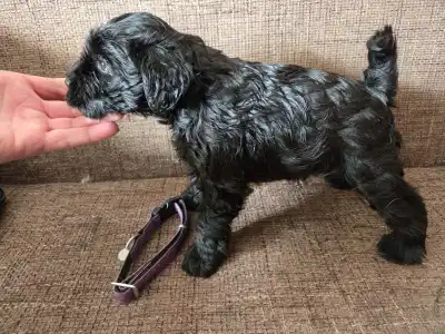 Miniature Schnauzer - Black Hills