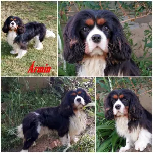 Cavalier King Charles spániel - Ármin