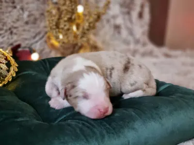 Australský ovčák - Dumuzi