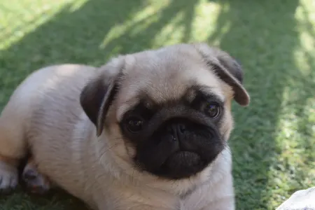 Papillon - Apple Of My Eye 