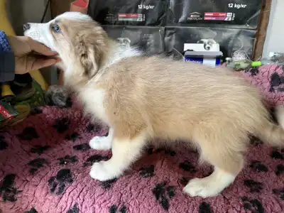 Border Collie - Blue