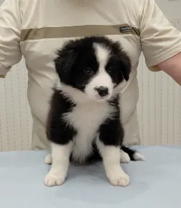 Border Collie - Brilliant