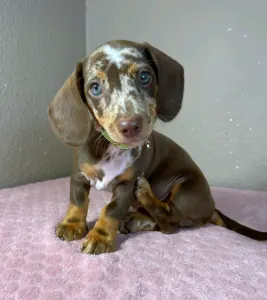 Dachshund - Ronald