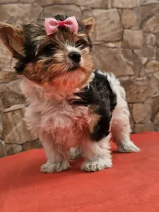 Biewer Terrier - Bianka