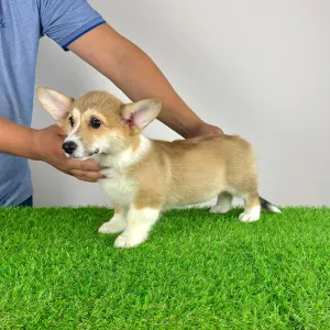Welsh Corgi Pembroke - Rydia