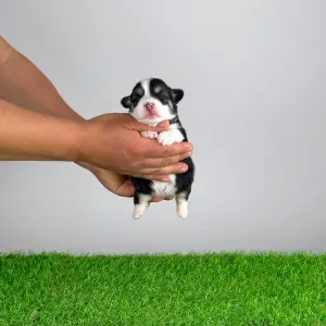 Welsh Corgi Pembroke - Yeska