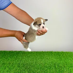 Welsh Corgi Pembroke - Dessy