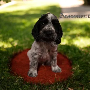 English Cocker Spaniel - Beaumont
