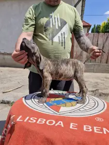 Brazil masztiff - Idol De Oro Puro 