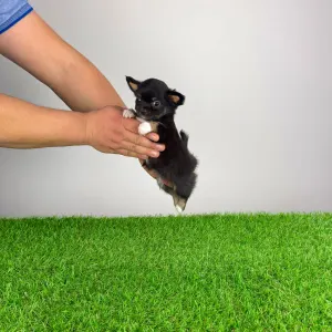 Chihuahua - Ronaldo