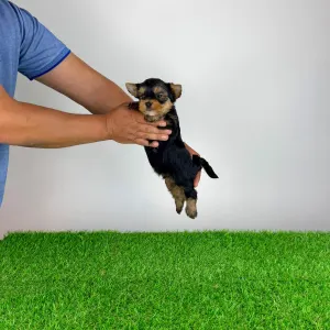 Yorkshire Terrier - Ziggy