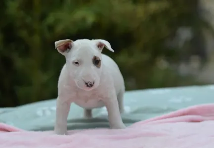 Miniatűr bullterrier - Lotti