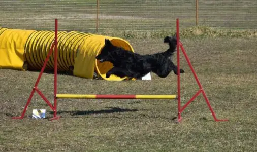 Kuvasz - Vesszőshalmi