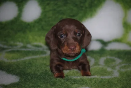 Bassotto - Mr. Green