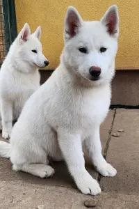 Siberian Husky - Smaragd Of Polar Moonlights