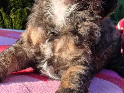 Cavapoo - Frank