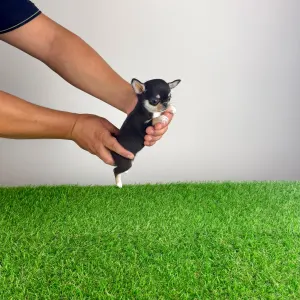Chihuahua - Lindra