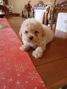 Maltipoo - Maltipoo M