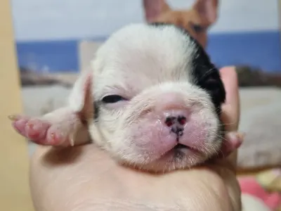 French Bulldog - Boy1