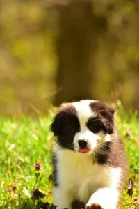 Pembroke Welsh Corgi - Gingers Heritage Iris Down "iris"