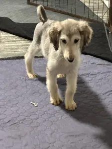 Afghanischer Windhund - Xayra