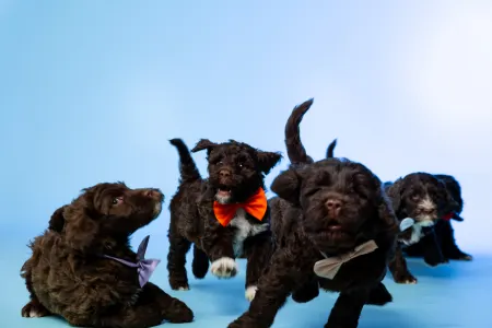 Portugál vízikutya - Bohemian Rhapsody Stella Maris