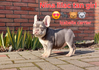 Französische Bulldogge - Nina