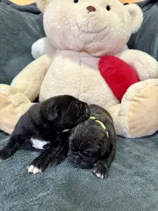 Cane Corso Italiano - Sonja