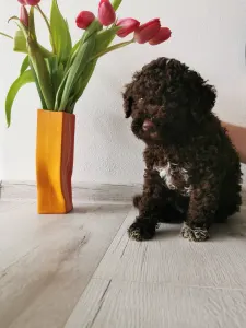 Lagotto Romagnolo - Xaver