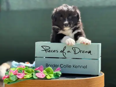 Border Collie - Orion Live Forever Pieces Of A Dream