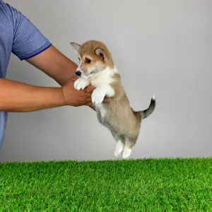 Welsh Corgi Pembroke - Rydia