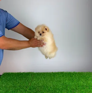 Pomeranian - Caramel