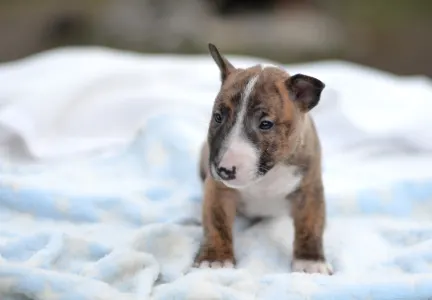 Miniatűr bullterrier - Jake