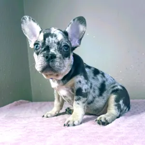 French Bulldog - Mirella