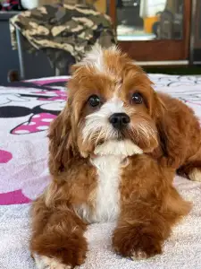 Cavapoo - Charlie