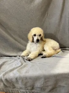 Poodle Standard - White Standard Puppy