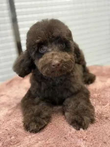 Poodle Miniature - Ubul
