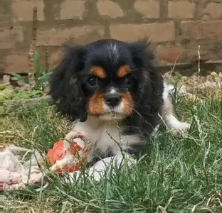 Kavalír King Charles španěl - Jadie