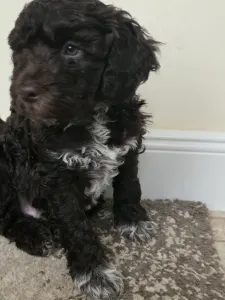 Romagna Water Dog - Bizsu