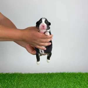 Australian Shepherd - Funky