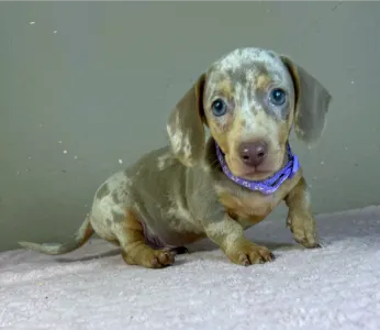 Dachshund - Harry