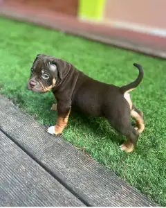 l'American Bully - Standard - Huckleberry 