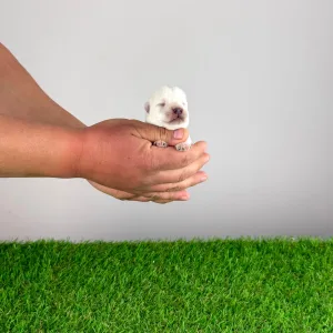 West Highland White Terrier - Kisses