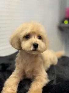 Poodle Miniature - Cooper (toy)