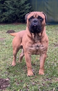 Bullmastiff - Argon